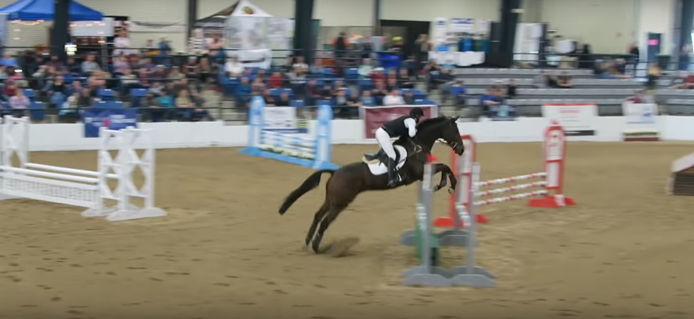 Retired Racehorse Project Blow Out