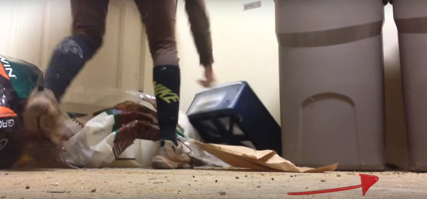 Of Mice and Mustangs