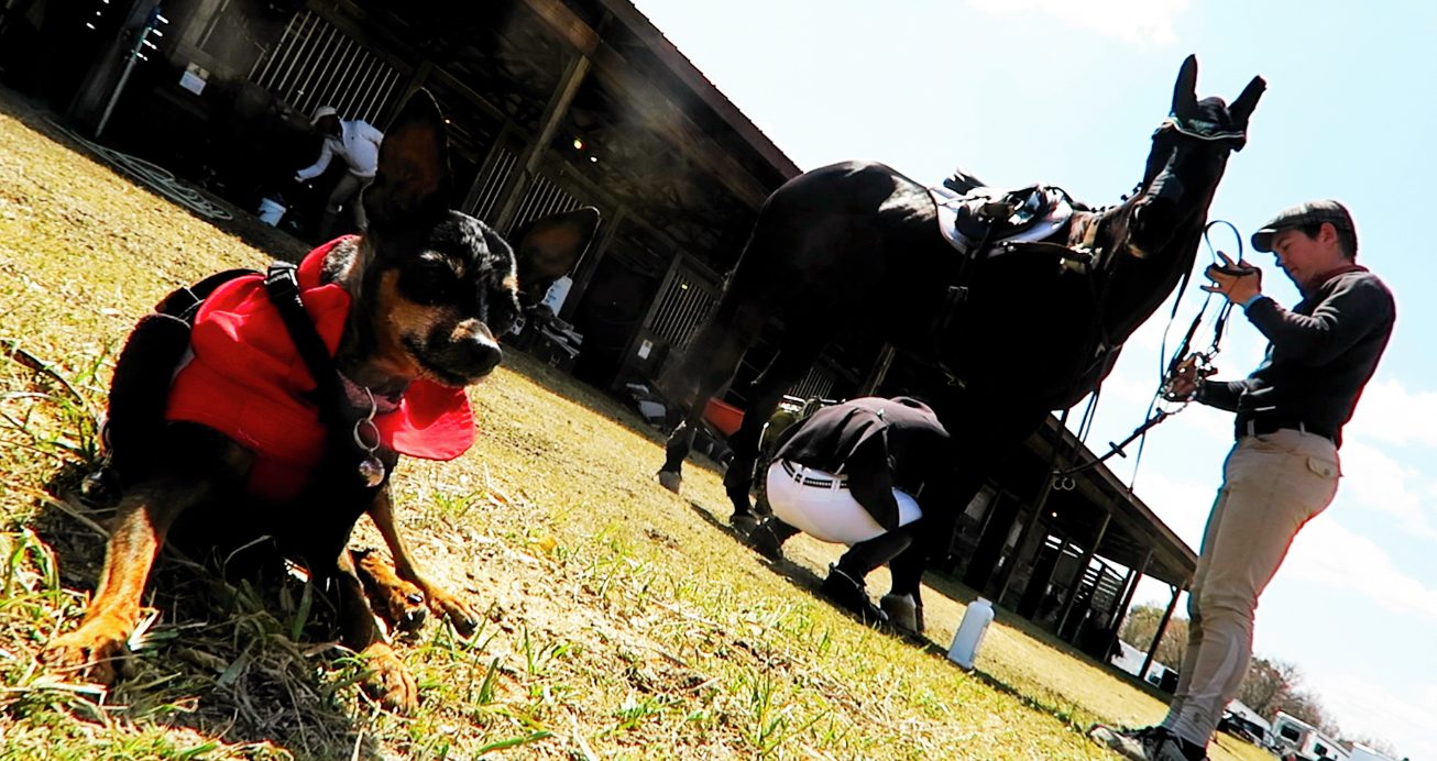 2017 Carolina Horse Trials – Day 2