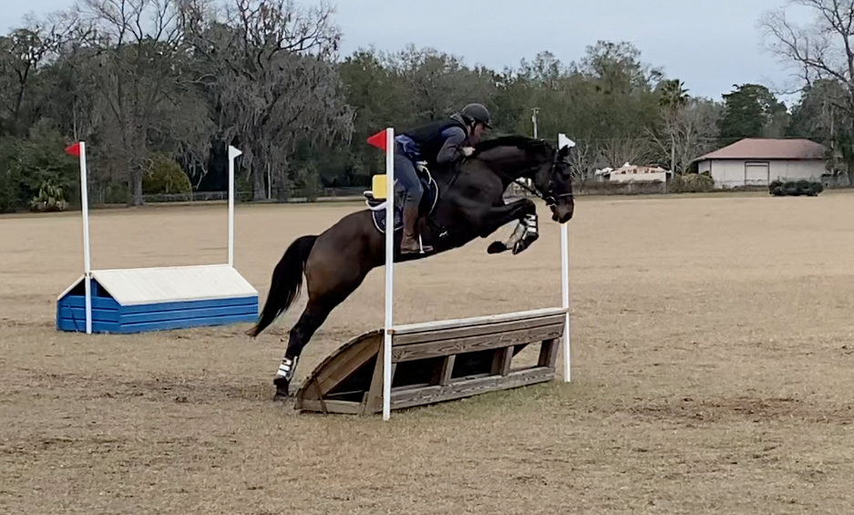 Introducing a Young Horse to Cross Country